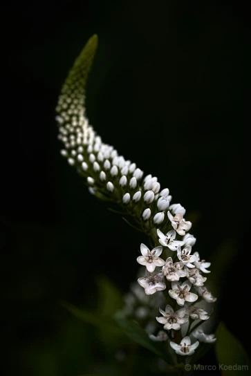 Sierlijk slingerende bloem van de witte troswederik. Landgoed Oostbroek, De Bilt