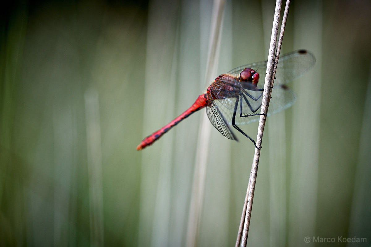 Bloedrode heidelibel, roodkleurig mannetje hangend aan grassprieten