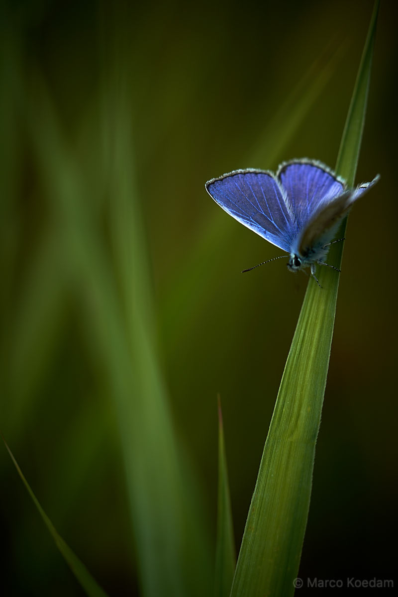 Vlinder, icarusblauwtje op en tussen grassprieten