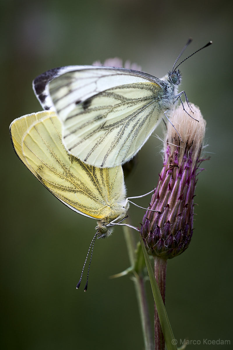 Vlinders, paartje klein geaderd witje op distel