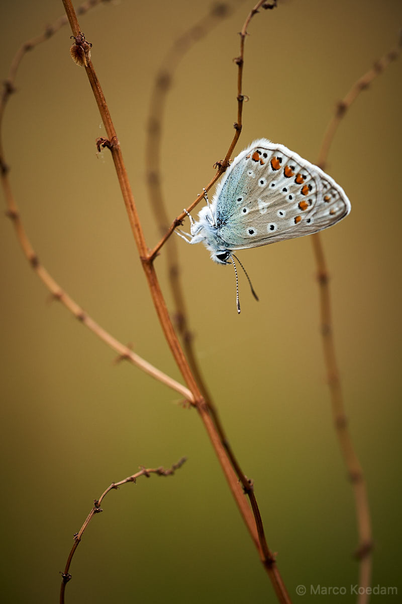 Vlinder, Icarusblauwtje op zijn kop hangend aan uitgebloeide takjes