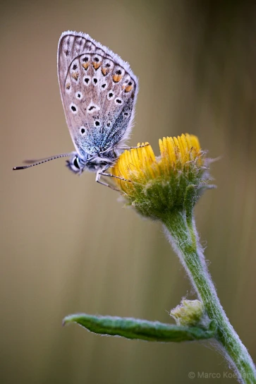 Vlinder icarusblauwtje op bloem heelblaadjes. Hulkesteinse Bos, Zeewolde