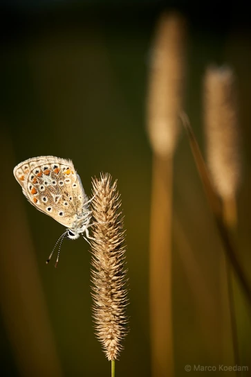 Vlinder, icarusblauwtje in vroege ochtendzon op uitgebloeid grashalm. Landgoed Oostermaet, Lettele
