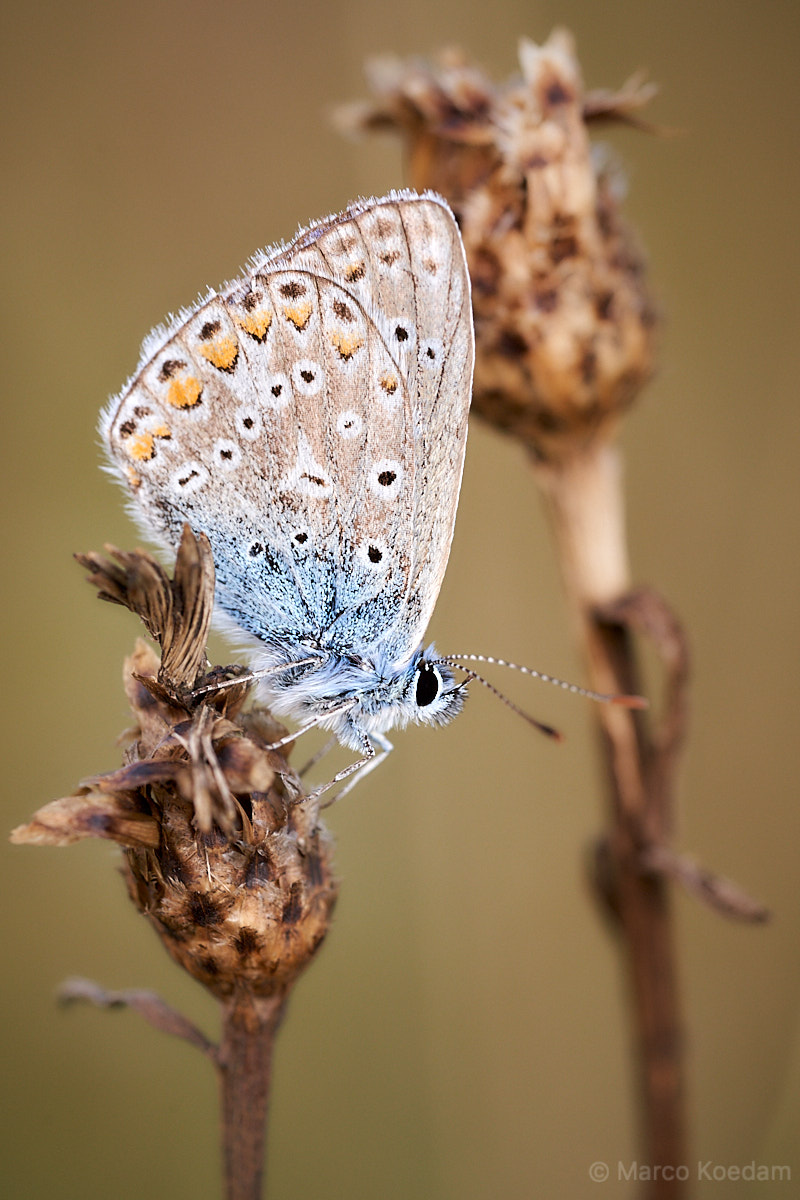 Vlinder icarusblauwtje op uitgebloeid knoopkruid