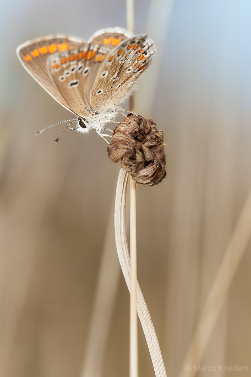 Vlinder bruin blauwtje op een uitgebloeid bloemetje