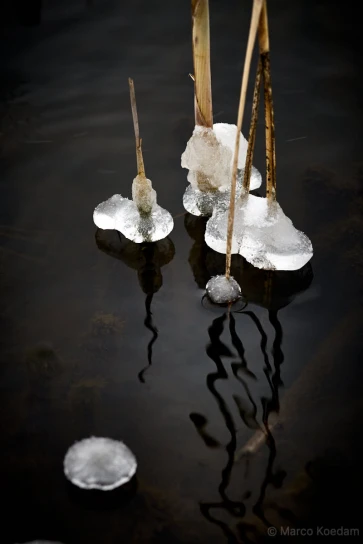 Doorschijnende ijsklompjes vormen zich aan rietstengels net boven het wateroppervlak. Blikkenburg, Zeist