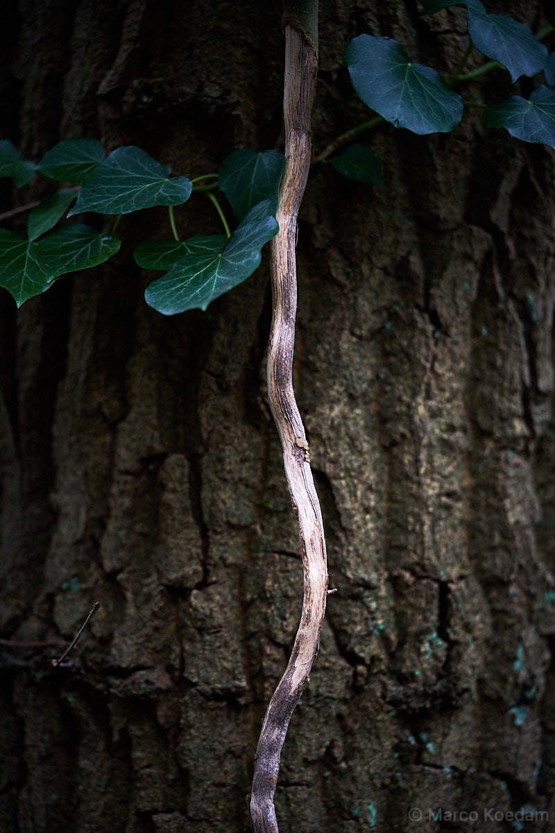 Liaan en blad van de klimop langs een boomstam