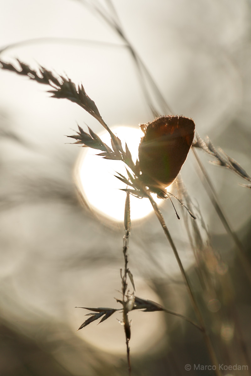 Kleine vuurvlinder in het gras met tegenlicht van de opkomende zon in de achtergrond