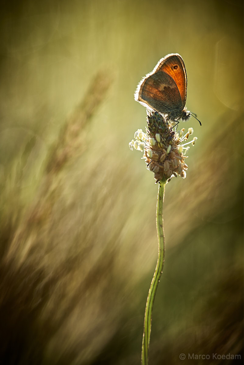 Vlinder hooibeesstje op bloem smallle weegbree