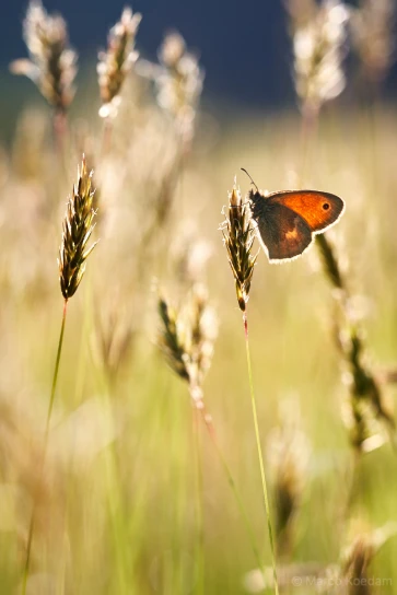 Vlinder hooibeestje in het gras opwarmend in de ochtendzon. Park Vliegbasis Soesterberg, Den Dolder