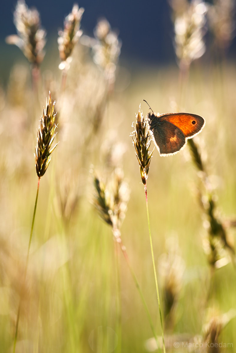Vlinder hooibeestje in het gras opwarmend in de ochtendzon