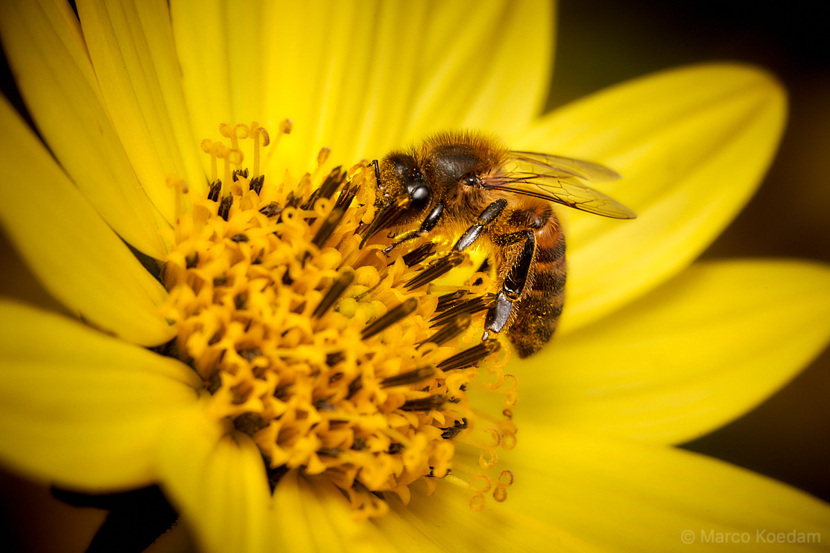 Macro-opname van honingbij tussen de meeldraden van een zonnebloem, helianthus lemon queen
