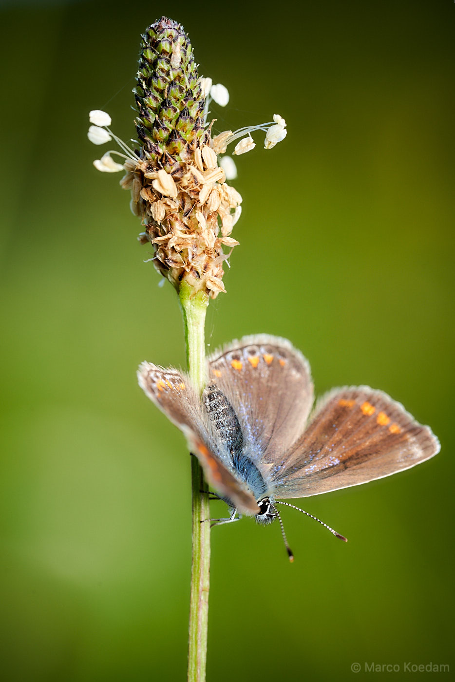 Vlinder, Icarusblauwtje (polyommatus icarus) op smalle weegbree (plantago lanceolata)