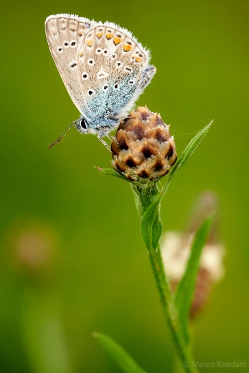 Icarusblauwtje, polyommatus icarus, op op uitgebloeid bloemhoofd knoopkruid. Landgoed Oostbroek, De Bilt