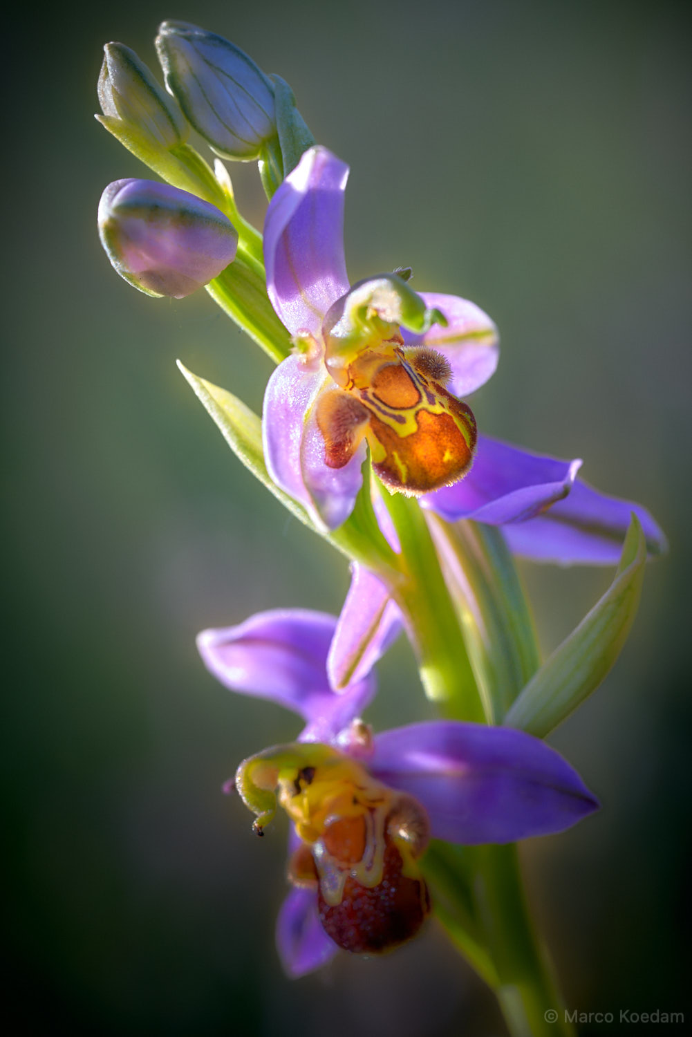 Bijenorchis (Ophrys apifera) bloem verlicht door tegenlicht. Zeist, Zeist